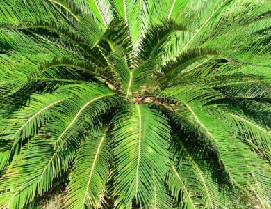 Jenis Tumbuhan Gymnospermae yang Berkembang Biak Vegetatif dengan Tunas