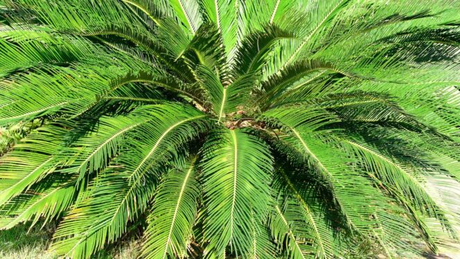 
					Jenis Tumbuhan Gymnospermae yang Berkembang Biak Vegetatif dengan Tunas
