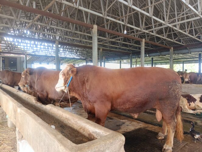 
 Peternakan Sapi di Cianjur Dapat Order dari Istana, Presiden Pesan Tiga Ekor Sapi