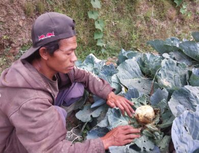 Menjadi petani kol di musim kemarau ternyata kurang beruntung seperti jenis sayuran lainnya