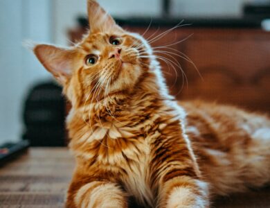 10 Tanda Kucing Pembawa Keberuntungan, No. 7 Bikin Kaya Raya!