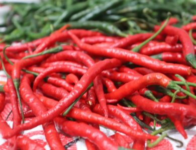 Cukup 1 Sendok Untuk Ribuan Pohon Cabai Tumbuh Subur dan Berbuah Lebat Tanpa Kenal Musim