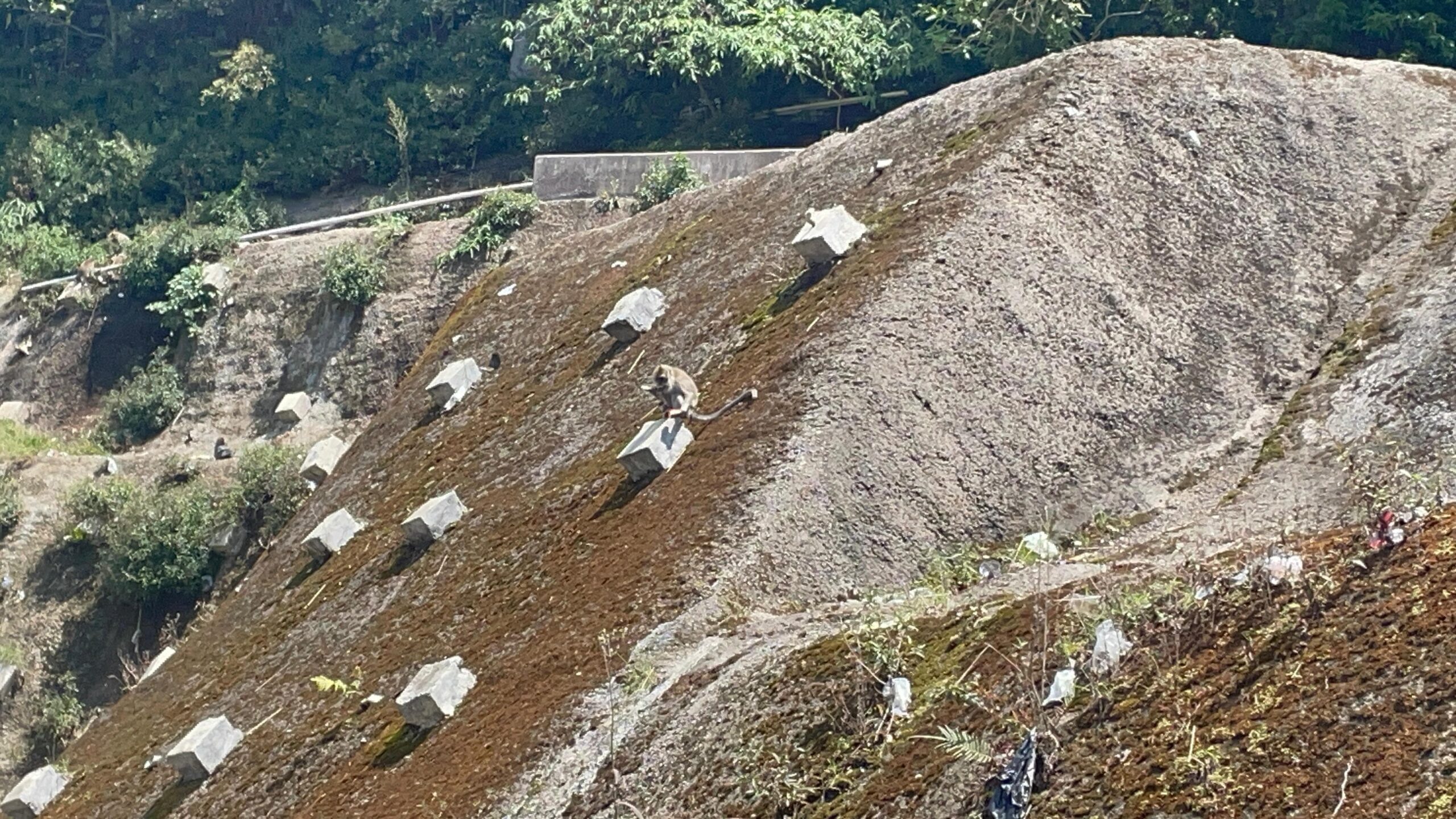 Wisatawan yang Terkena Macet di Jalur Puncak Pass Terhibur oleh Kehadiran Kawanan Monyet