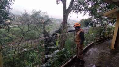 Satu Rumah Direlokasi Pasca Pohon Besar Tumbang di Tebing Lembah Koi Cipanas