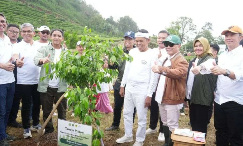 50.000 Pohon Ditanam di Puncak Bogor, Tobat Ekologi Digaungkan Dedi Mulyadi