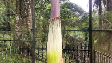 Bunga Bangkai Raksasa di Kebun Raya Cibodas Akan Mekar, Fenomena Langka Ini Jadi Daya Tarik Wisata