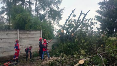 Pohon Randu raksasa tumbang di Karangtengah, Cianjur, menutup jalan warga.