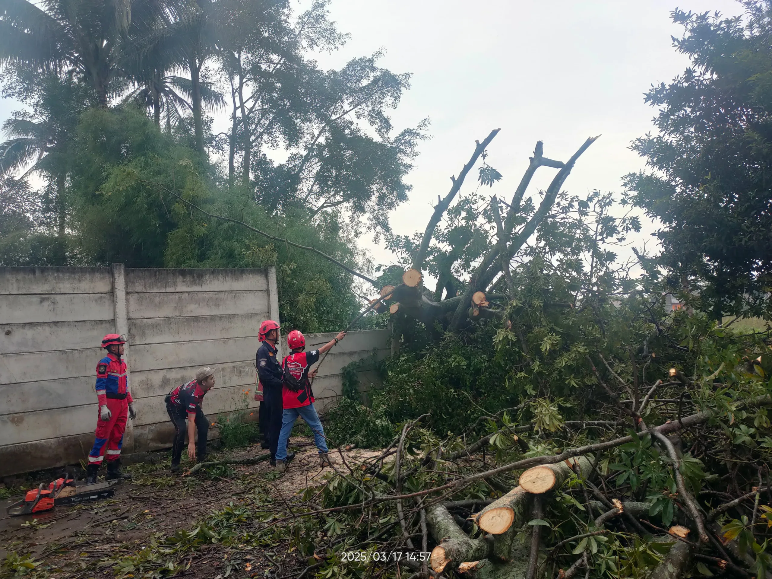 Pohon Randu raksasa tumbang di Karangtengah, Cianjur, menutup jalan warga.