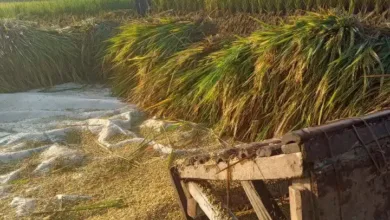 Harga gabah di Cianjur turun drastis saat musim panen 2025. Petani terancam merugi akibat harga jual hanya Rp 5.200–Rp 5.400 per kilogram.