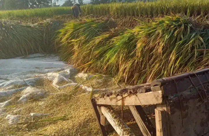 Harga gabah di Cianjur turun drastis saat musim panen 2025. Petani terancam merugi akibat harga jual hanya Rp 5.200–Rp 5.400 per kilogram.