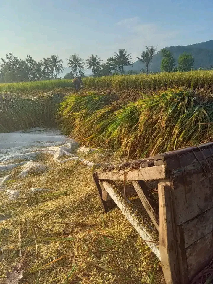 Harga gabah di Cianjur turun drastis saat musim panen 2025. Petani terancam merugi akibat harga jual hanya Rp 5.200–Rp 5.400 per kilogram.