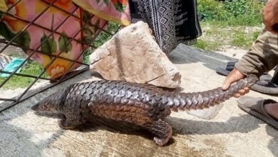 Warga Cianjur Temukan Trenggiling di Pekarangan Rumah