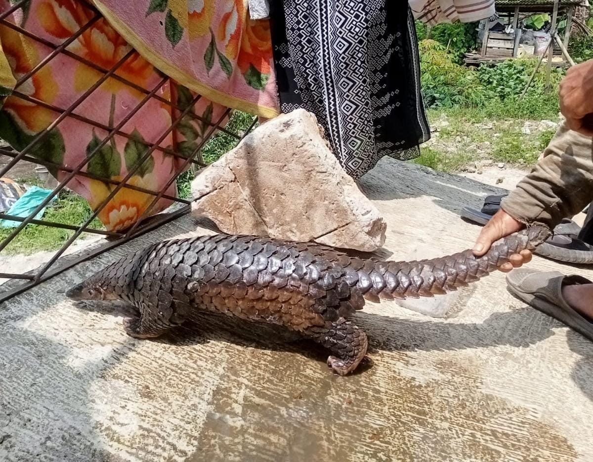 Warga Cianjur Temukan Trenggiling di Pekarangan Rumah