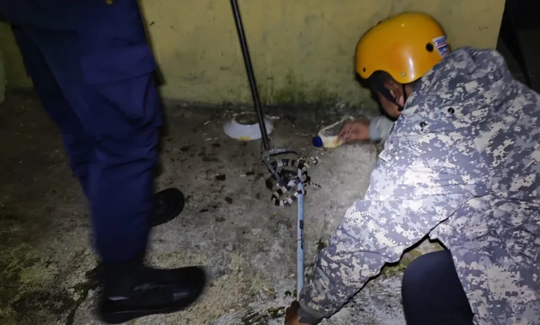 Petugas Damkar Pos 3 Cipanas berhasil mengevakuasi ular Welang sepanjang 1 meter di Perumahan Lambau, Cipanas, Cianjur.