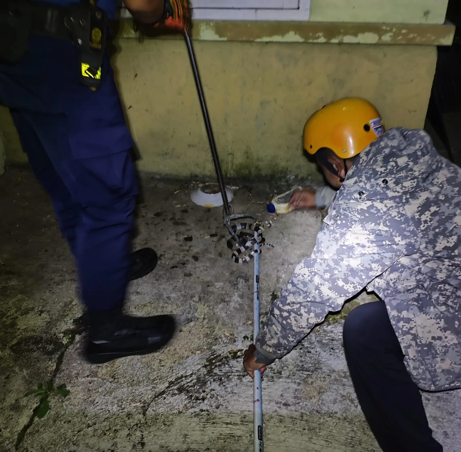 Petugas Damkar Pos 3 Cipanas berhasil mengevakuasi ular Welang sepanjang 1 meter di Perumahan Lambau, Cipanas, Cianjur.