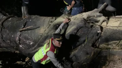sebuah pohon raksasa setinggi 20 meter tumbang di Kampung Caringin, Desa Sukarame, Kecamatan Sukanagara