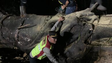 sebuah pohon raksasa setinggi 20 meter tumbang di Kampung Caringin, Desa Sukarame, Kecamatan Sukanagara