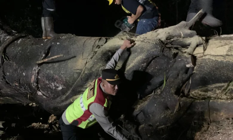 sebuah pohon raksasa setinggi 20 meter tumbang di Kampung Caringin, Desa Sukarame, Kecamatan Sukanagara