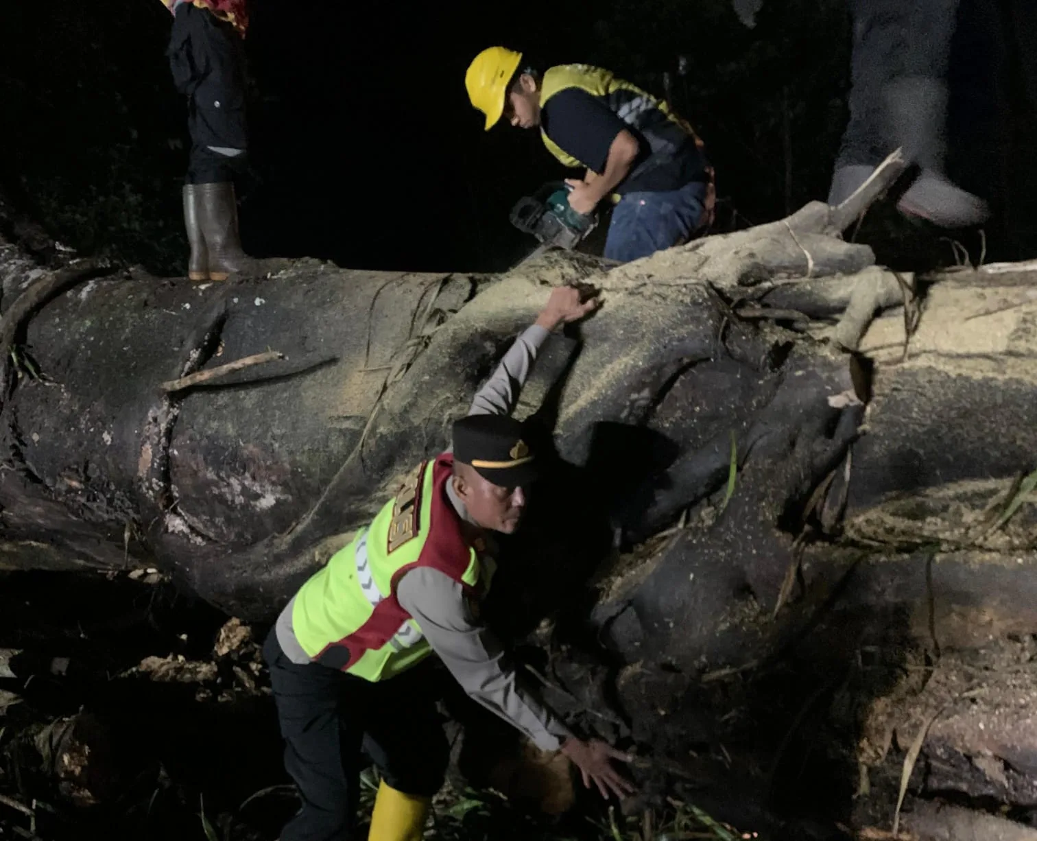 sebuah pohon raksasa setinggi 20 meter tumbang di Kampung Caringin, Desa Sukarame, Kecamatan Sukanagara