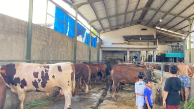 Jelang Idul Adha Penjualan Hewan Kurban di Cianjur Menurun