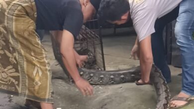 Penampakan Piton 4 Meter di Dekat Pabrik Giling Padi Hebohkan Warga Sukamanah