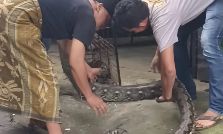 Penampakan Piton 4 Meter di Dekat Pabrik Giling Padi Hebohkan Warga Sukamanah