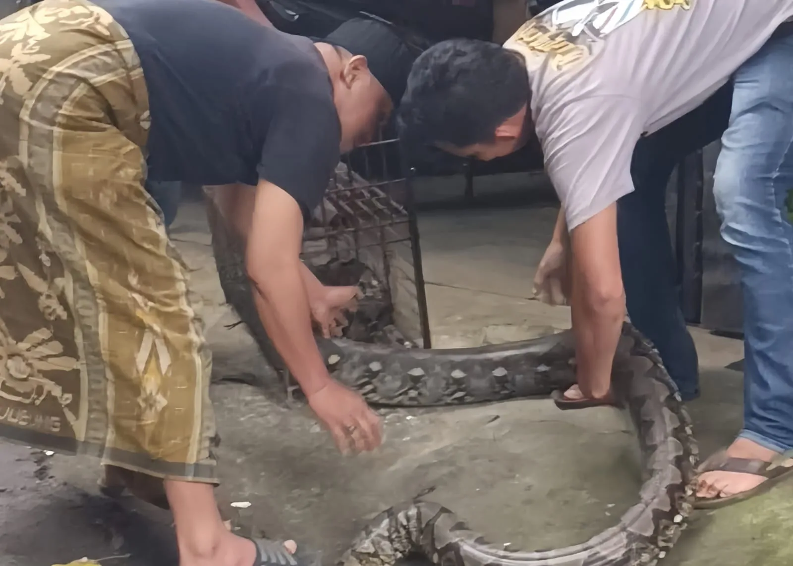 Penampakan Piton 4 Meter di Dekat Pabrik Giling Padi Hebohkan Warga Sukamanah