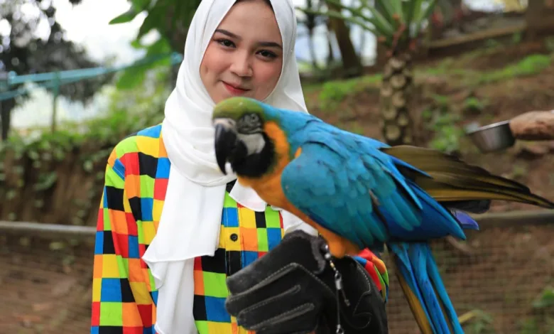 Wisata Alam Sevillage Puncak meluncurkan wahana baru Pojok Satwa.