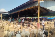Pedagang Pasar Hewan Cikaret Resah Usai Ramai Wacana Munculnya Pasar Sukanagara
