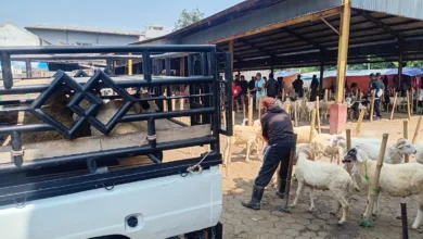 Pasar Hewan Bayangan di Sukanagara Tuai Polemik, Diskumdagin Cianjur: Kita Bakal Kaji