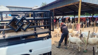 Pasar Hewan Bayangan di Sukanagara Tuai Polemik, Diskumdagin Cianjur: Kita Bakal Kaji