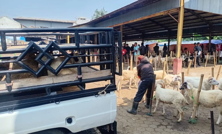 Pasar Hewan Bayangan di Sukanagara Tuai Polemik, Diskumdagin Cianjur: Kita Bakal Kaji
