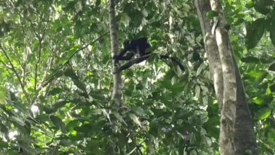 Seekor Lutung Jawa Teror Warga Cibeber Cianjur, Kejar Anak-anak dan Rusak Properti