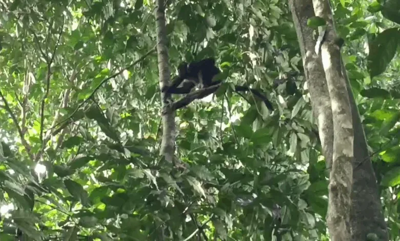 Seekor Lutung Jawa Teror Warga Cibeber Cianjur, Kejar Anak-anak dan Rusak Properti