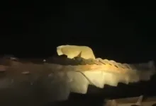 Seekor kukang menghebohkan warga Sukaluyu, Cianjur, saat masuk ke permukiman untuk memangsa burung.