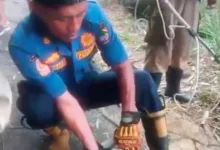 Diduga Masuk Musim Kawin, Kera Liar Serang Warga Cibeber, Tiga Orang jadi Korban