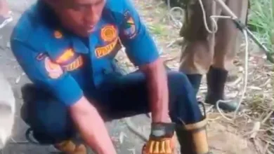 Diduga Masuk Musim Kawin, Kera Liar Serang Warga Cibeber, Tiga Orang jadi Korban