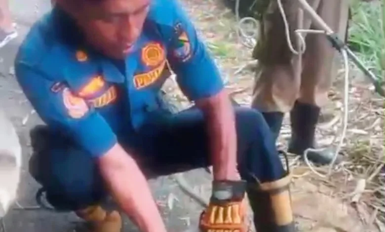 Diduga Masuk Musim Kawin, Kera Liar Serang Warga Cibeber, Tiga Orang jadi Korban