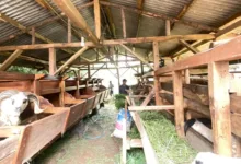 Peternakan domba menjadi salah satu komoditas unggulan sekaligus aset tabungan masyarakat setempat yang akan dioptimalkan melalui program pemberdayaan Reforma Agraria oleh Badan Bank Tanah.