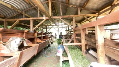 Peternakan domba menjadi salah satu komoditas unggulan sekaligus aset tabungan masyarakat setempat yang akan dioptimalkan melalui program pemberdayaan Reforma Agraria oleh Badan Bank Tanah.