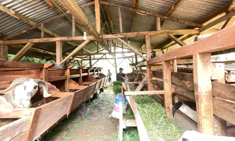 Peternakan domba menjadi salah satu komoditas unggulan sekaligus aset tabungan masyarakat setempat yang akan dioptimalkan melalui program pemberdayaan Reforma Agraria oleh Badan Bank Tanah.