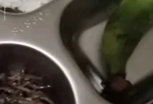 Tampilan sajian Makan Bergizi Gratis (MBG) berisi nasi, olahan ikan teri kacang, dan pisang yang disajikan untuk siswa TK di Kecamatan Cikalongkulon, Cianjur. Menu ini sempat viral dan menuai beragam reaksi publik terkait kesesuaian lauk bagi anak usia dini.