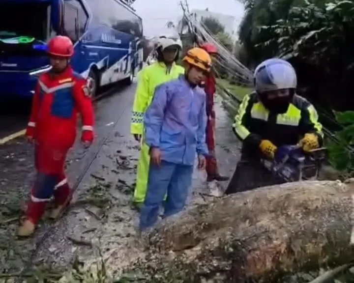 Satlantas Polres Cianjur, BPBD, dan Damkar melakukan evakuasi pohon tumbang di Jalan Raya Puncak–Cianjur, kawasan Ciloto, Kecamatan Cipanas, Minggu (18/1/2026).