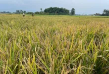Serangan burung pipit menyebabkan hasil panen petani Ciranjang merosot drastis.