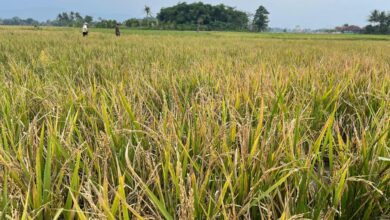 Serangan burung pipit menyebabkan hasil panen petani Ciranjang merosot drastis.