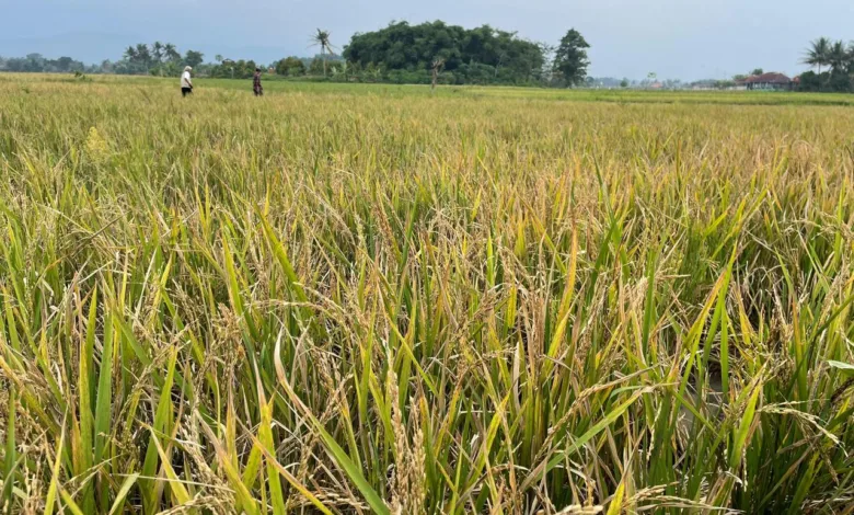 Serangan burung pipit menyebabkan hasil panen petani Ciranjang merosot drastis.