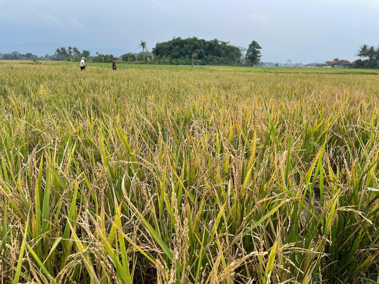 Serangan burung pipit menyebabkan hasil panen petani Ciranjang merosot drastis.