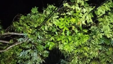Kondisi pohon tumbang yang menimpa jaringan kabel listrik di salah satu titik wilayah Tanggeung, Cianjur,