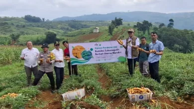 Panen perdana ubi oleh Bumdesa Sukanagalih di Bukit Angke, Kecamatan Pacet, Cianjur, Rabu (4/2/2026). Foto: Istimewa