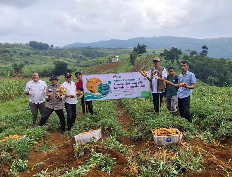 Panen perdana ubi oleh Bumdesa Sukanagalih di Bukit Angke, Kecamatan Pacet, Cianjur, Rabu (4/2/2026). Foto: Istimewa